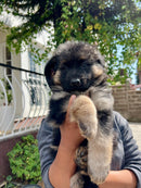 Double Coated German shepherd puppies