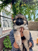 Double Coated German shepherd puppies