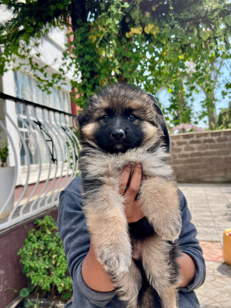 Double Coated German shepherd puppies