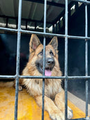 Double Coated German shepherd puppies