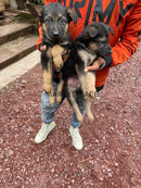 Full Breed German Shepherd Marketplace