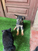 Full Breed German Shepherd Marketplace