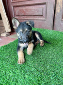 Full Breed German Shepherd Marketplace